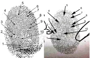 Dactiloscopia - Lofoscopia