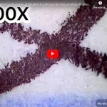 #Vídeo #Grafotecnica Descubre Detalles Ocultos En Los Documentos Análisis Forense De Documentos